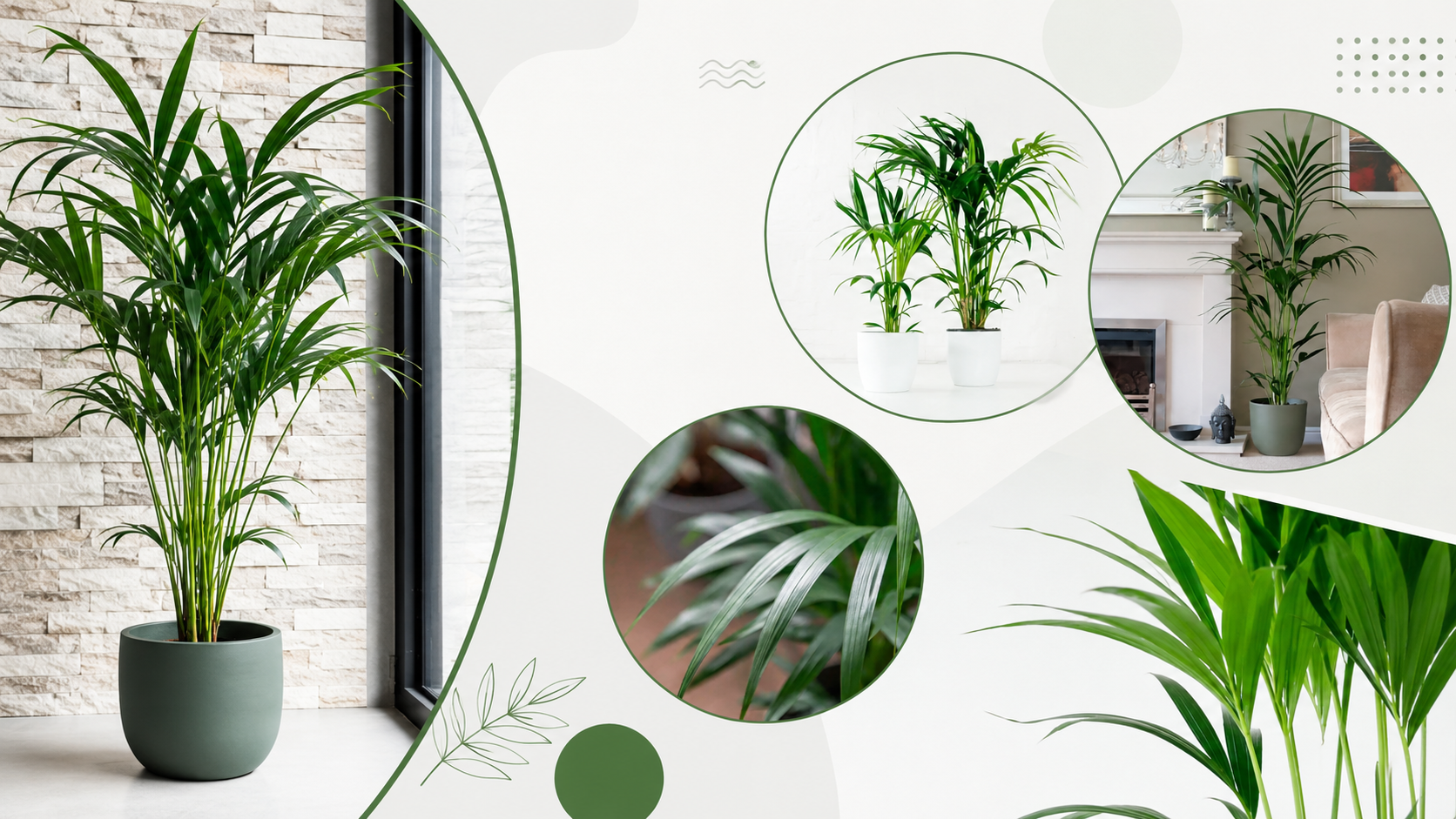 Kentia Palm Care