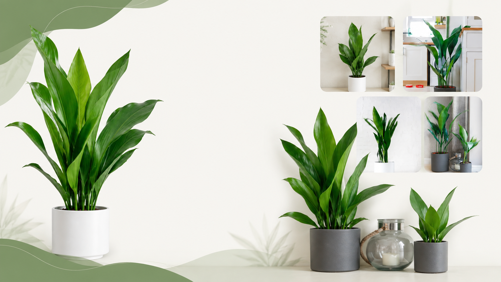 Cast Iron Plant