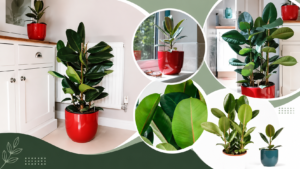 Indoor Rubber Plant