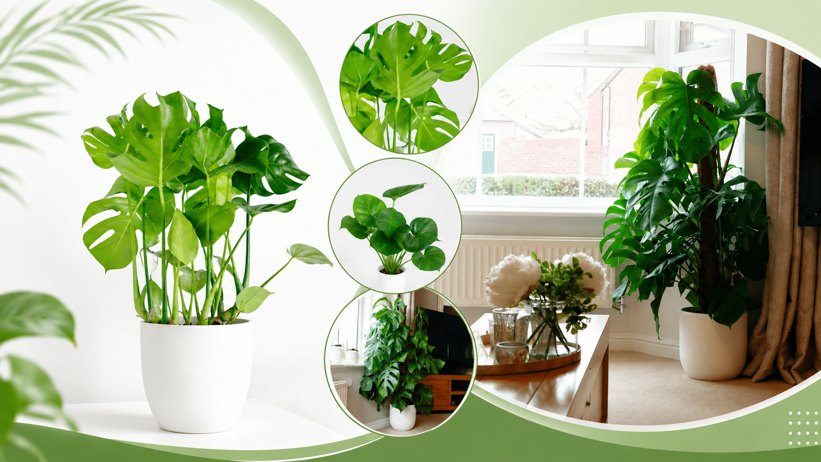 Swiss Cheese Plant Care