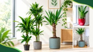 Best Indoor Plants