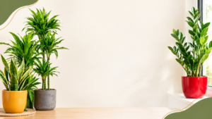 Indoor Plant Care
