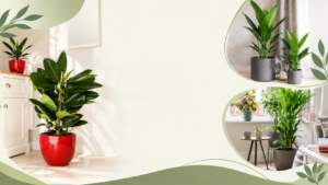 Easy Care Indoor Plants for Beginners