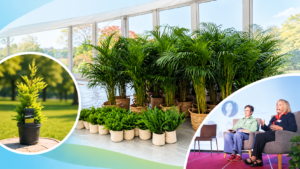 Event Plant Hire Guide