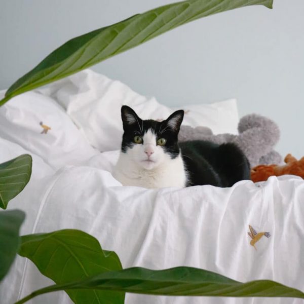 banyan-fig-ficus-