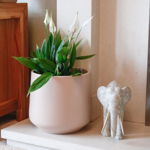 cheap-houseplants-uk.jpg