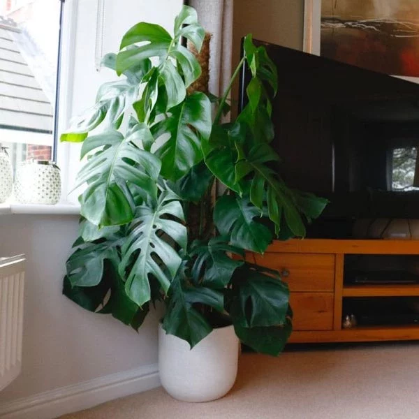 large-house-plants-uk