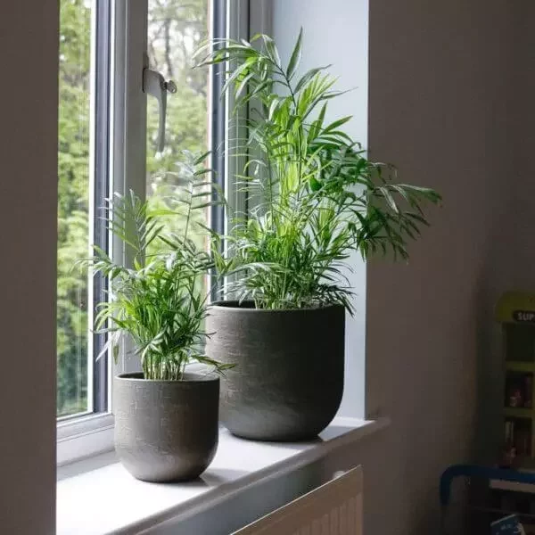 shade-liking-plants-uk-tolerant