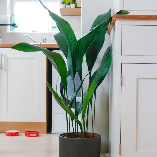 unkillable-plants-uk.jpg