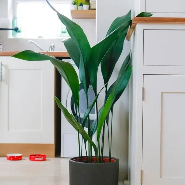 unkillable-plants-uk